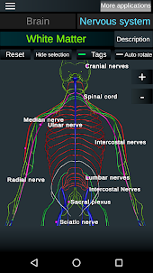 Brain and Nerves (Anatomy)
