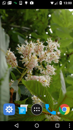 spring flower wallpaper Screen 2