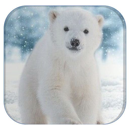 Polar Bear Wallpaper Download on Windows