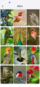 Birds Wallpaper HD 4K