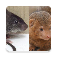 Mongoose and Rat Call Sounds