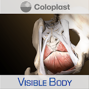 Pelvic Anatomy for Coloplast  Icon