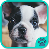 Cute Dog Games free icon