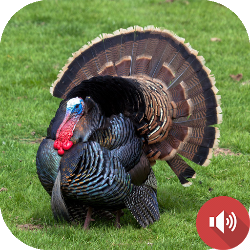 Turkey Sounds logo