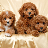 Toy Poodle Dogs Wallpapers icon