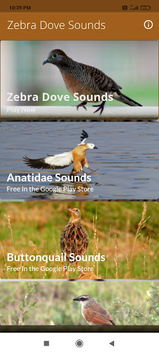 Android application Zebra Dove Sounds screenshort