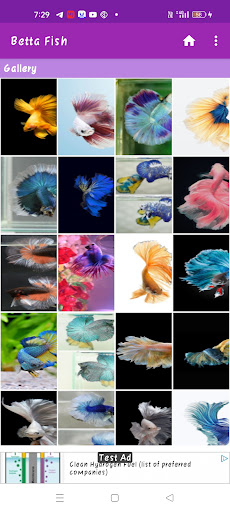 Android application Betta Fish Wallpaper screenshort