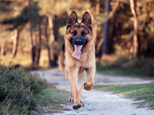 German Shepherd Wallpaper HD Screen 2
