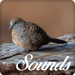 Cover Image of डाउनलोड Zebra Dove Bird Song Sounds and Ringtone 8.0 APK