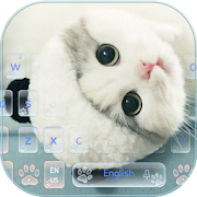 Cute Kitty Cat Live Wallpaper Theme 10002000 Icon