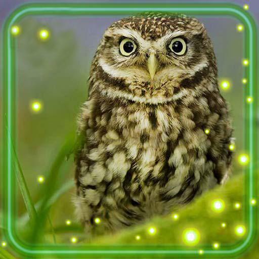 Owls Amazing Live Wallpaper  Icon