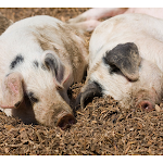 Cover Image of ดาวน์โหลด Pig Photos wallpaper  APK