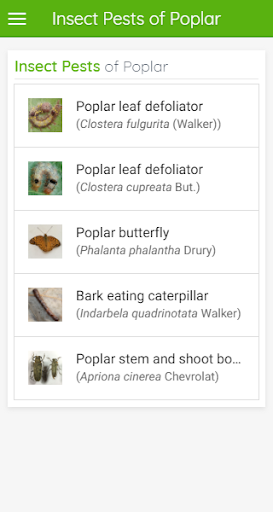 Insect Pests of Poplar Screen 3