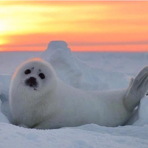 Seal Wallpapers Offline