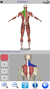 Visual Anatomy Lite