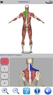 Visual Anatomy Mod APK