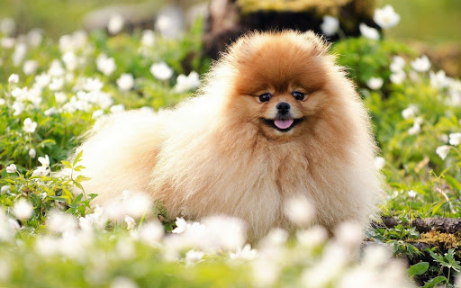 ポメラニアンの壁紙と背景の犬 Google Play のアプリ