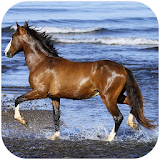 Amazing horses Video LWP icon