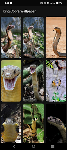 Android application King Cobra Wallpaper screenshort