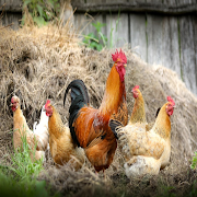 Top 28 Books & Reference Apps Like How to Raise Chickens - Best Alternatives
