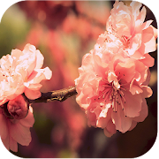 Top 40 Lifestyle Apps Like Lovely Nature Live Wallpapers - Best Alternatives