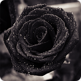 Black Rose Wallpapers HD icon