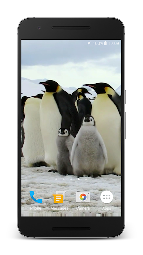 Penguins Video Live Wallpaper Screen 3