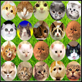 Cat Connect Onet icon