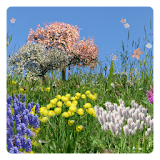 Spring Flowers Free Wallpaper icon