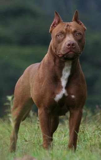 Pitbull Dog Wallpapers HD