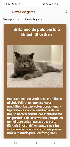 Gatos. Zoogalaxy Screen 2