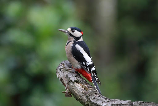 Woodpecker wallpapers