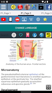 Human Anus Anatomy