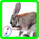 Rabbit sounds icon