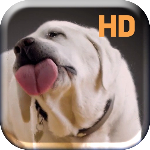 Dog Licks Screen Live Wallpap