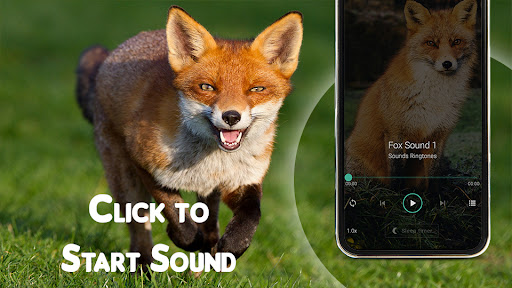Download Fox Sound - Animal Ringtone Free for Android - Fox Sound - Animal  Ringtone APK Download 