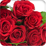 Romantic Rose Wallpaper icon