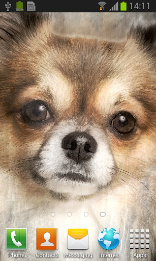 Chihuahua live wallpaper Screen 2