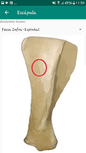 Anatomia Veterinária