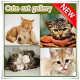Cute Cat Gallery icon
