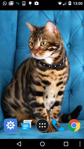 bengal cat wallpapers Screen 2