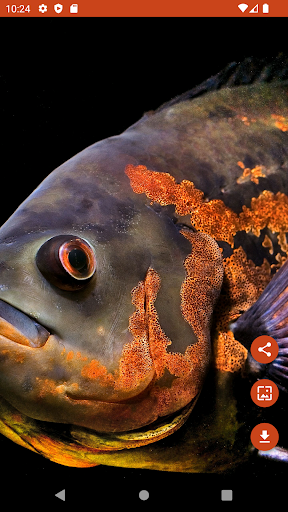 Wallpapers Oscar Fish Screen 2