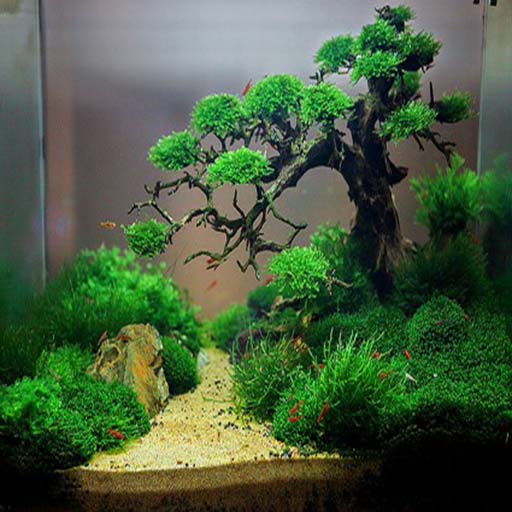 Aquascape Idea Screen 3