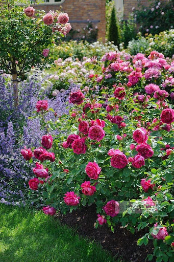 Rose Garden Screenshot 1 - AppWisp.com