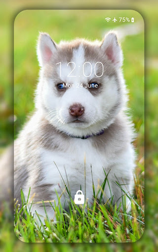 Husky wallpaper