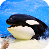 Orca Killer Whale icon