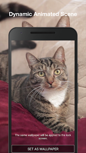 Cute Cat Live Wallpaper Pro Screen 2
