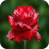 3D Red rose Latest Wallpapers icon