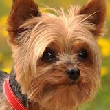 yorkshire terrier dog icon