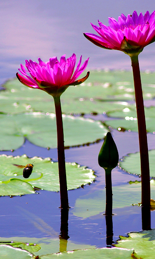 Lotus Flower Live Wallpaper Backgrounds